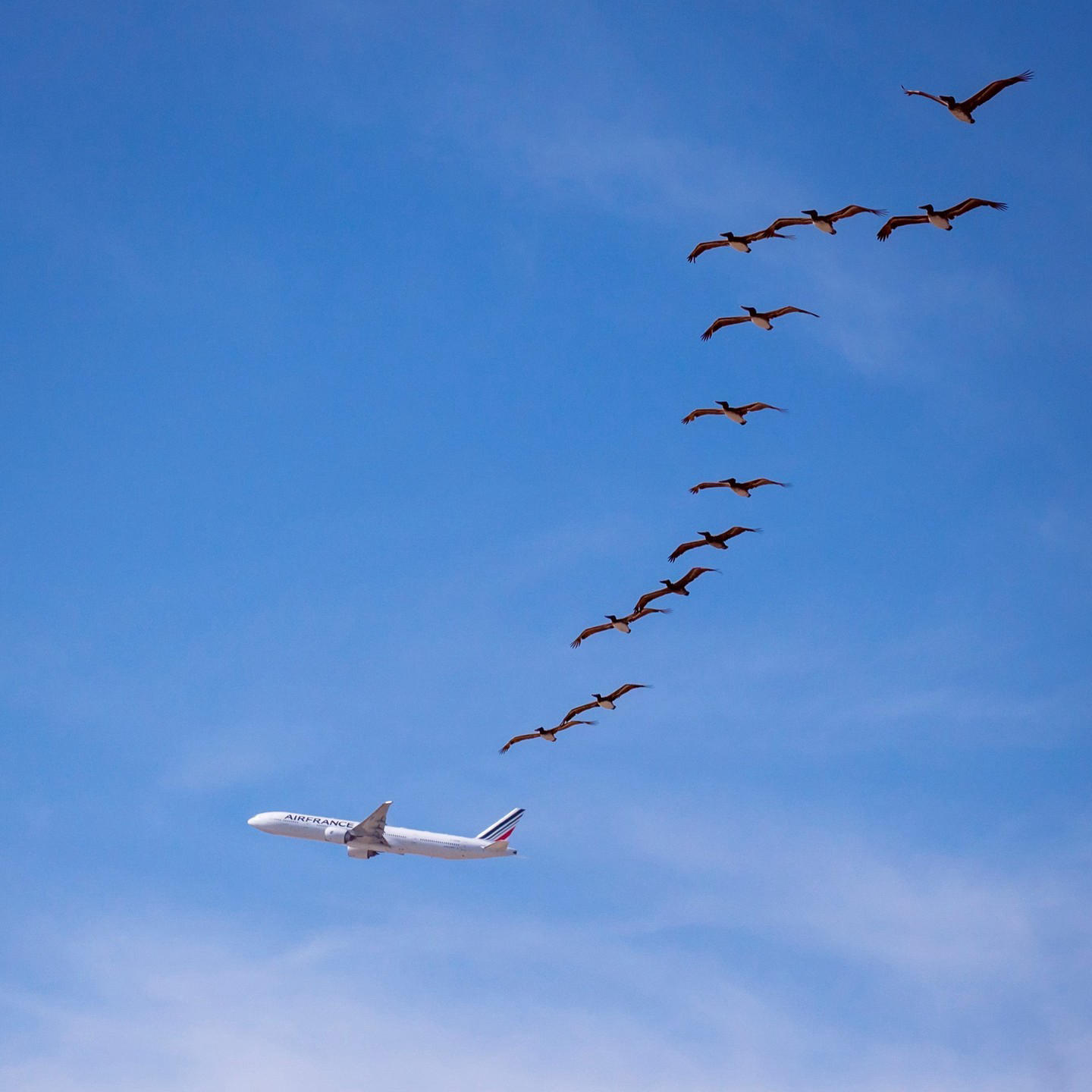 image  1 Air France - Un oiseau comme les autres