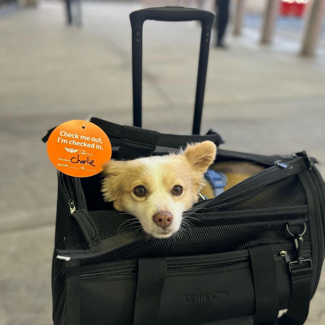 image  1 JetBlue - Traveling with your fur friend is anything but far-fetched